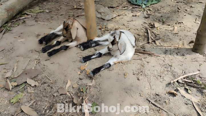 দুইটা বাচ্চা সহ মা ছাগল
